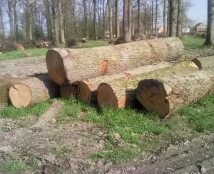 Šimošper Piljena građa općenito